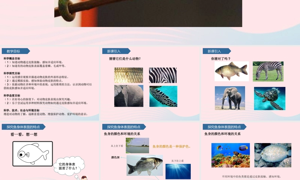 三年级科学上册 第一单元 动物与环境 第2课动物的皮肤课件 青岛版六三制-青岛版小学三年级上册自然科学课件