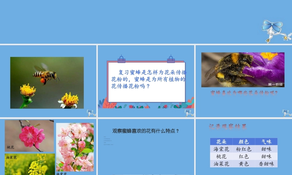 三年级科学下册 第3单元 生物的相互影响 第10课 蜜蜂传粉课件2 冀人版-人教版小学三年级下册自然科学课件