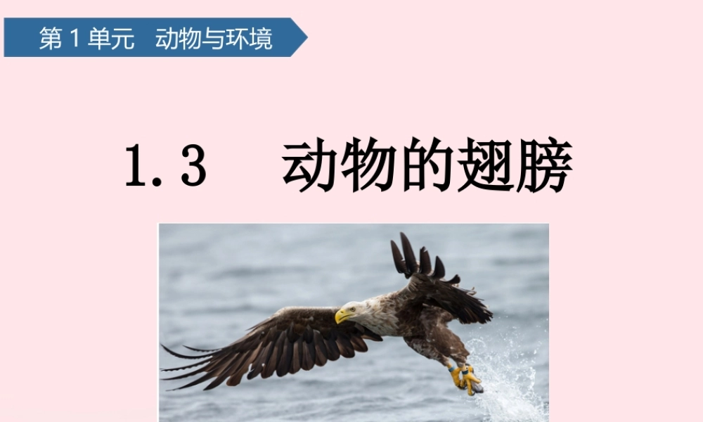三年级科学上册 第一单元 动物与环境 第3课动物的翅膀课件 青岛版六三制-青岛版小学三年级上册自然科学课件