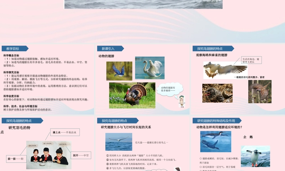 三年级科学上册 第一单元 动物与环境 第3课动物的翅膀课件 青岛版六三制-青岛版小学三年级上册自然科学课件