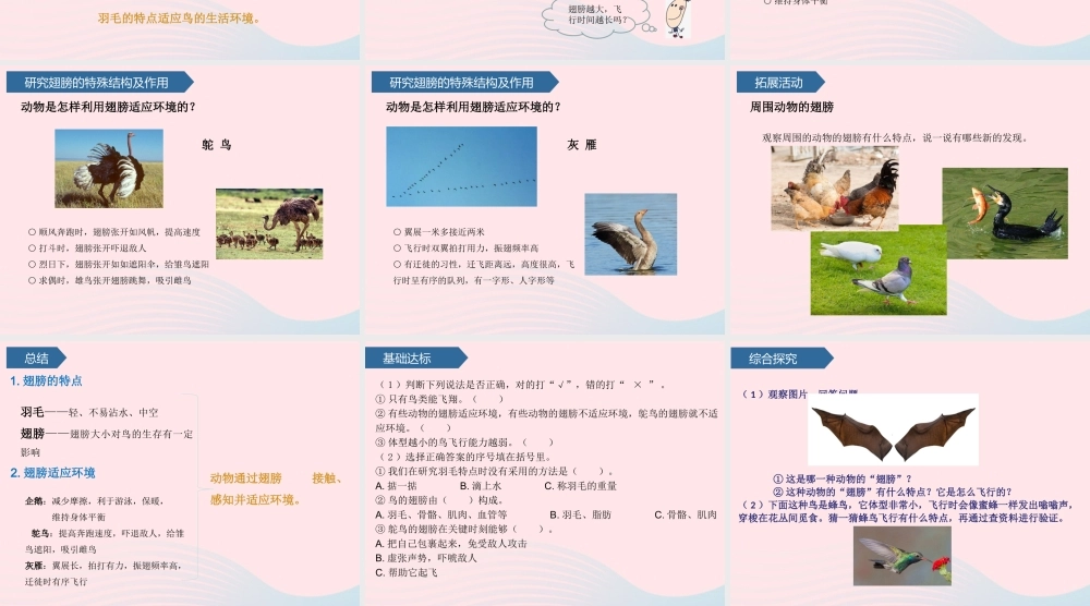 三年级科学上册 第一单元 动物与环境 第3课动物的翅膀课件 青岛版六三制-青岛版小学三年级上册自然科学课件