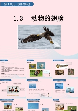 三年级科学上册 第一单元 动物与环境 第3课动物的翅膀课件 青岛版六三制-青岛版小学三年级上册自然科学课件