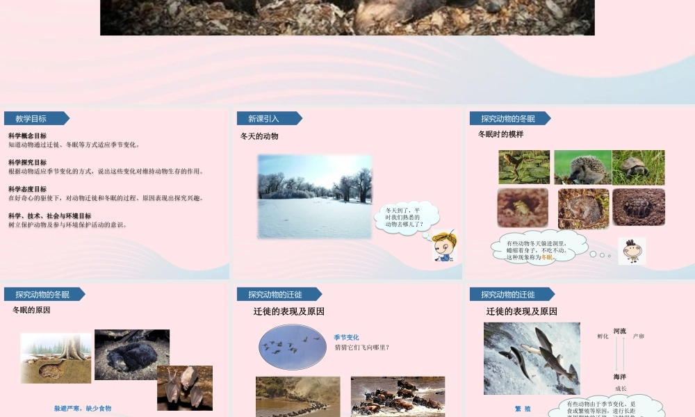 三年级科学上册 第一单元 动物与环境 第4课冬眠与迁徙课件 青岛版六三制-青岛版小学三年级上册自然科学课件