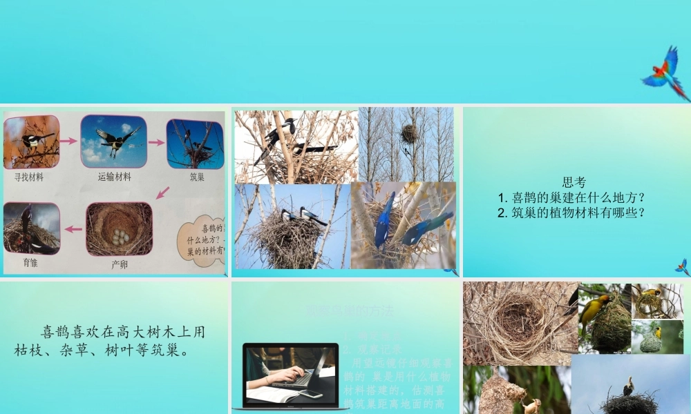 三年级科学下册 第3单元 生物的相互影响 第十一课 喜鹊筑巢课件 冀人版-人教版小学三年级下册自然科学课件