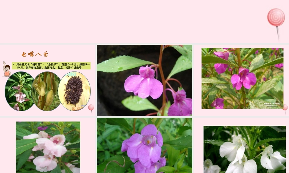 三年级科学下册 第一单元 第1课《播种发芽》课件3 鄂教版-鄂教版小学三年级下册自然科学课件