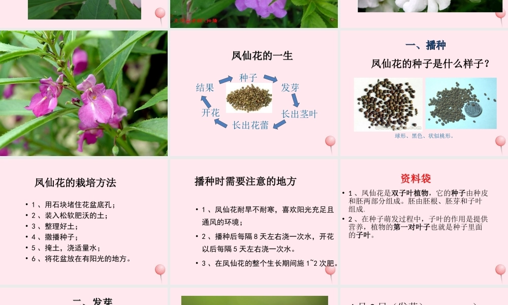 三年级科学下册 第一单元 第1课《播种发芽》课件3 鄂教版-鄂教版小学三年级下册自然科学课件