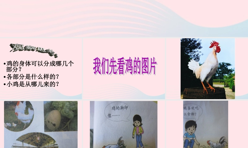 三年级科学上册 第四单元 家养小动物 第19课《鸡》课件（1） 鄂教版-鄂教版小学三年级上册自然科学课件