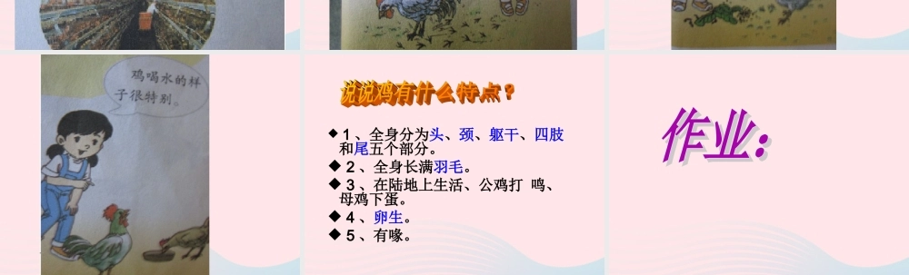 三年级科学上册 第四单元 家养小动物 第19课《鸡》课件（1） 鄂教版-鄂教版小学三年级上册自然科学课件