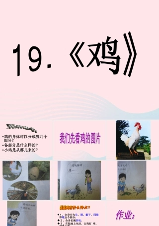 三年级科学上册 第四单元 家养小动物 第19课《鸡》课件（1） 鄂教版-鄂教版小学三年级上册自然科学课件