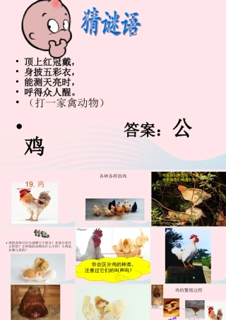 三年级科学上册 第四单元 家养小动物 第19课《鸡》课件（2） 鄂教版-鄂教版小学三年级上册自然科学课件