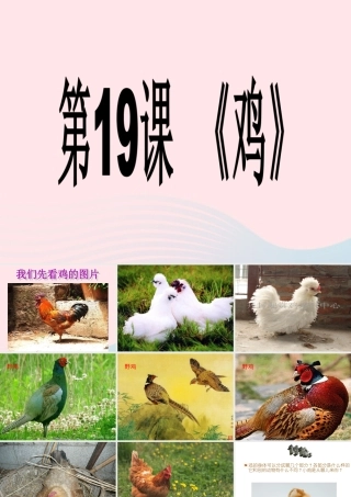 三年级科学上册 第四单元 家养小动物 第19课《鸡》课件（3） 鄂教版-鄂教版小学三年级上册自然科学课件