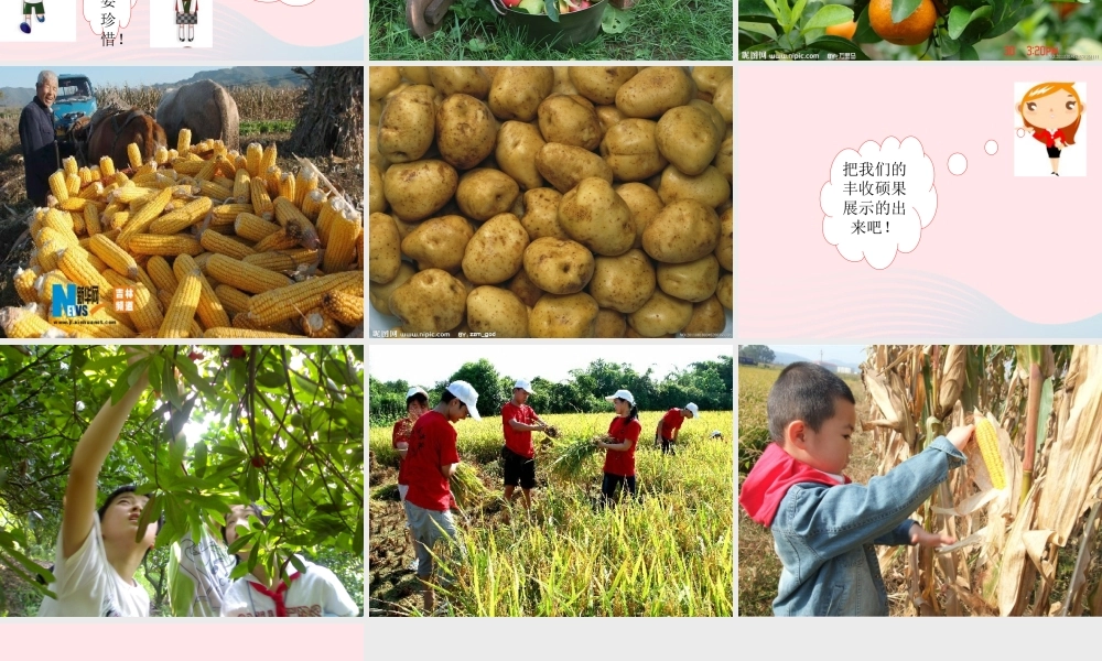 三年级科学上册 第一单元 生活中的食物 第3课《食物从哪里来》课件（3） 鄂教版-鄂教版小学三年级上册自然科学课件