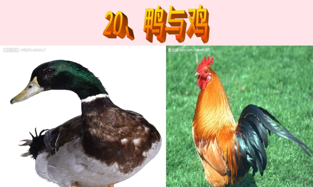 三年级科学上册 第四单元 家养小动物 第20课《鸭与鸡》课件（1） 鄂教版-鄂教版小学三年级上册自然科学课件