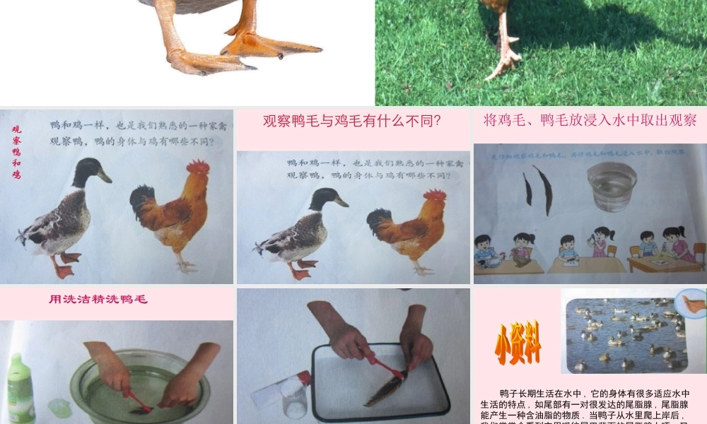 三年级科学上册 第四单元 家养小动物 第20课《鸭与鸡》课件（1） 鄂教版-鄂教版小学三年级上册自然科学课件