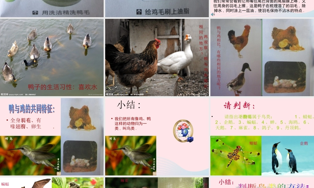 三年级科学上册 第四单元 家养小动物 第20课《鸭与鸡》课件（1） 鄂教版-鄂教版小学三年级上册自然科学课件