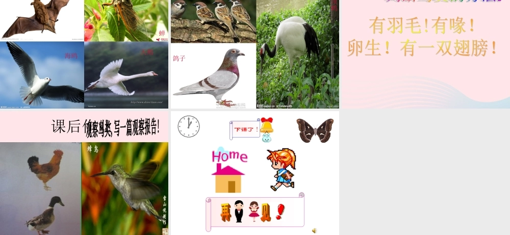 三年级科学上册 第四单元 家养小动物 第20课《鸭与鸡》课件（1） 鄂教版-鄂教版小学三年级上册自然科学课件