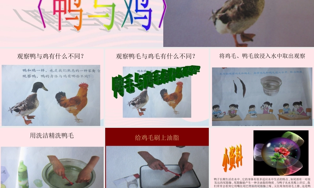 三年级科学上册 第四单元 家养小动物 第20课《鸭与鸡》课件（2） 鄂教版-鄂教版小学三年级上册自然科学课件