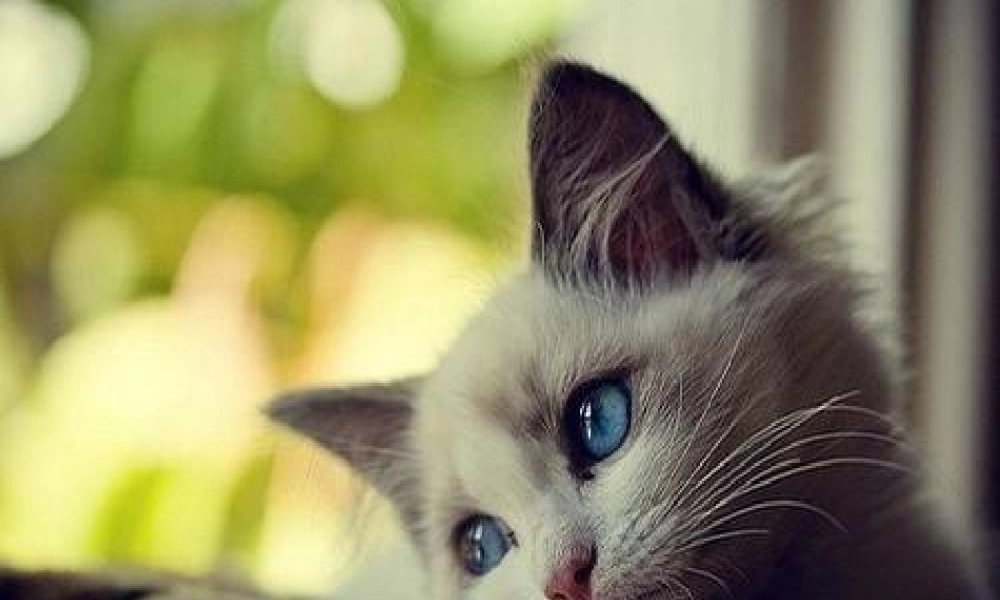 三年级科学上册 第四单元 家养小动物 第21课《猫》课件（1） 鄂教版-鄂教版小学三年级上册自然科学课件