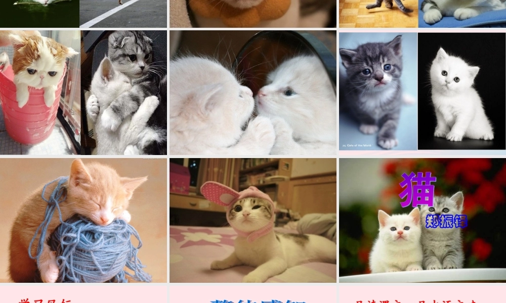 三年级科学上册 第四单元 家养小动物 第21课《猫》课件（1） 鄂教版-鄂教版小学三年级上册自然科学课件