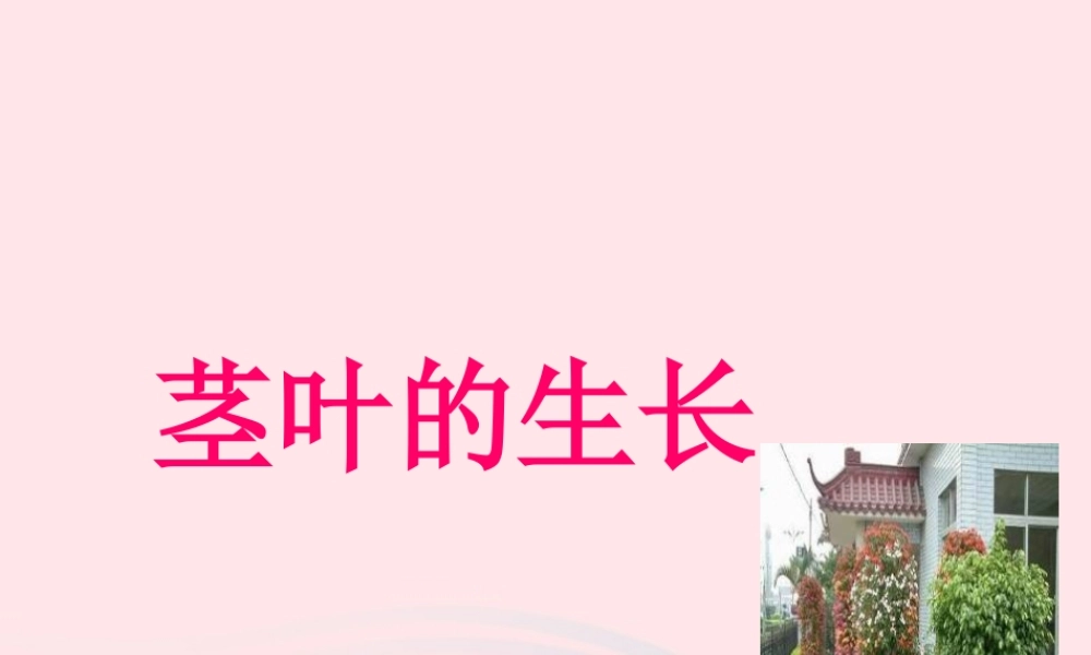 三年级科学下册 第一单元 第2课《茎叶的生长》课件1 鄂教版-鄂教版小学三年级下册自然科学课件