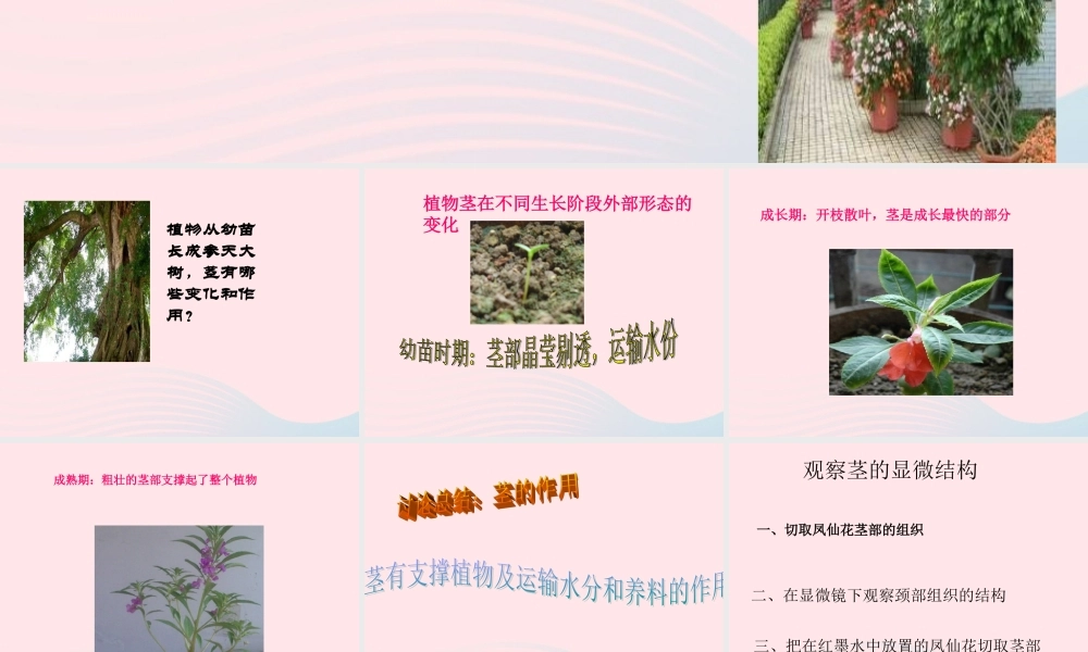 三年级科学下册 第一单元 第2课《茎叶的生长》课件1 鄂教版-鄂教版小学三年级下册自然科学课件