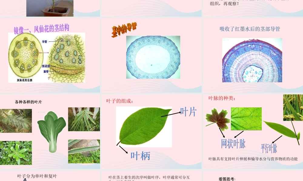 三年级科学下册 第一单元 第2课《茎叶的生长》课件1 鄂教版-鄂教版小学三年级下册自然科学课件