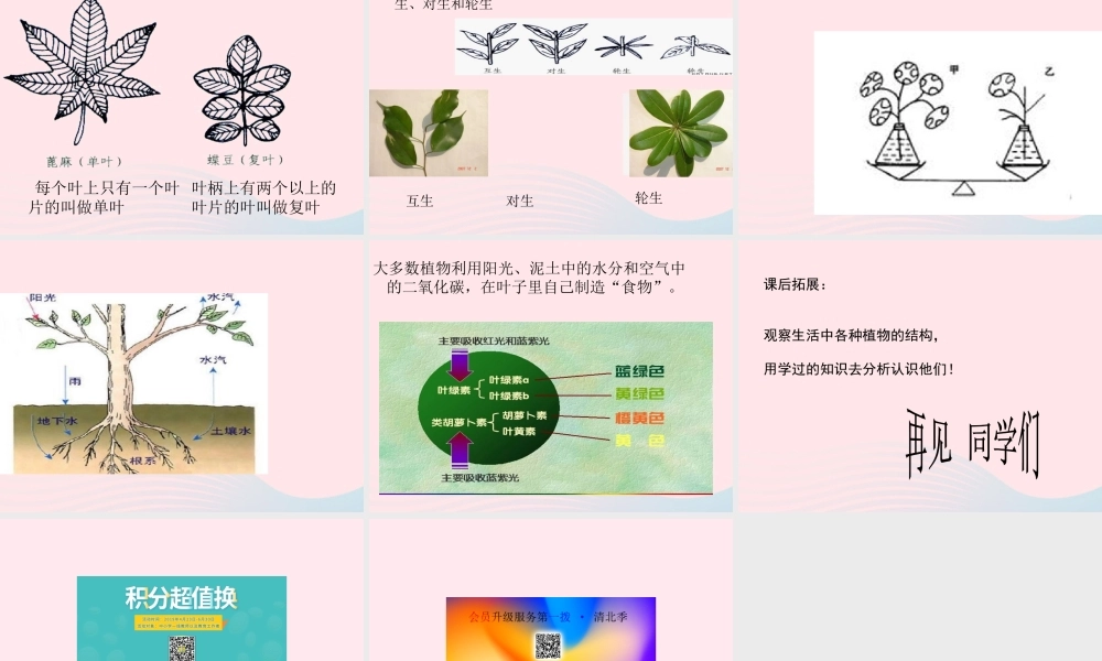 三年级科学下册 第一单元 第2课《茎叶的生长》课件1 鄂教版-鄂教版小学三年级下册自然科学课件