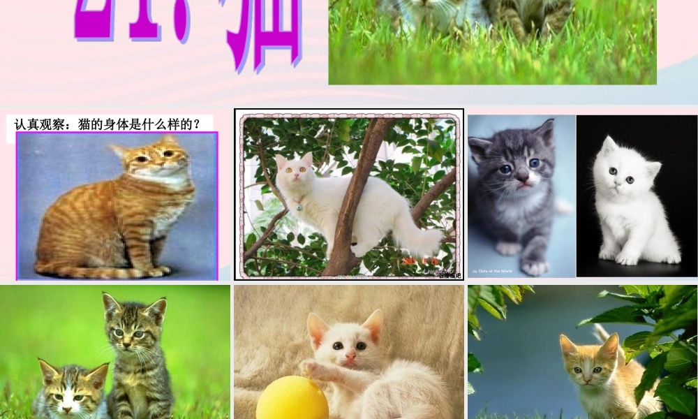 三年级科学上册 第四单元 家养小动物 第21课《猫》课件（2） 鄂教版-鄂教版小学三年级上册自然科学课件