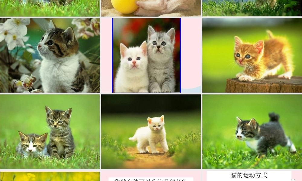 三年级科学上册 第四单元 家养小动物 第21课《猫》课件（2） 鄂教版-鄂教版小学三年级上册自然科学课件