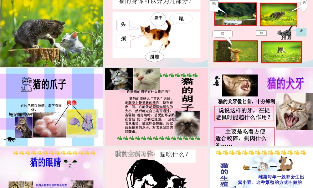 三年级科学上册 第四单元 家养小动物 第21课《猫》课件（2） 鄂教版-鄂教版小学三年级上册自然科学课件