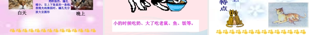 三年级科学上册 第四单元 家养小动物 第21课《猫》课件（2） 鄂教版-鄂教版小学三年级上册自然科学课件