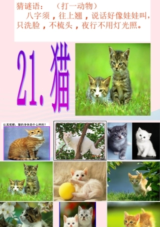 三年级科学上册 第四单元 家养小动物 第21课《猫》课件（2） 鄂教版-鄂教版小学三年级上册自然科学课件