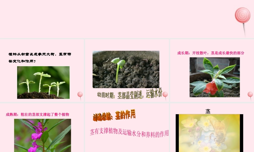 三年级科学下册 第一单元 第2课《茎叶的生长》课件2 鄂教版-鄂教版小学三年级下册自然科学课件