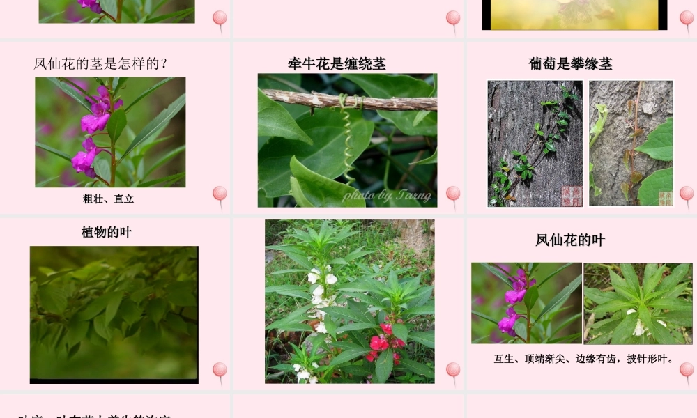 三年级科学下册 第一单元 第2课《茎叶的生长》课件2 鄂教版-鄂教版小学三年级下册自然科学课件