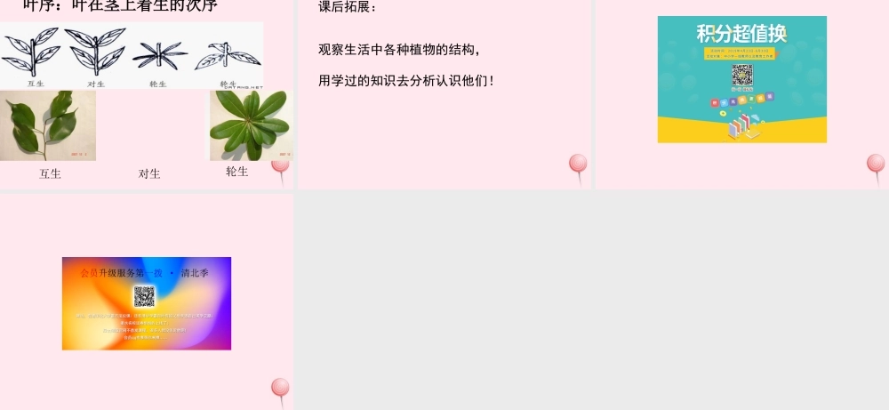 三年级科学下册 第一单元 第2课《茎叶的生长》课件2 鄂教版-鄂教版小学三年级下册自然科学课件