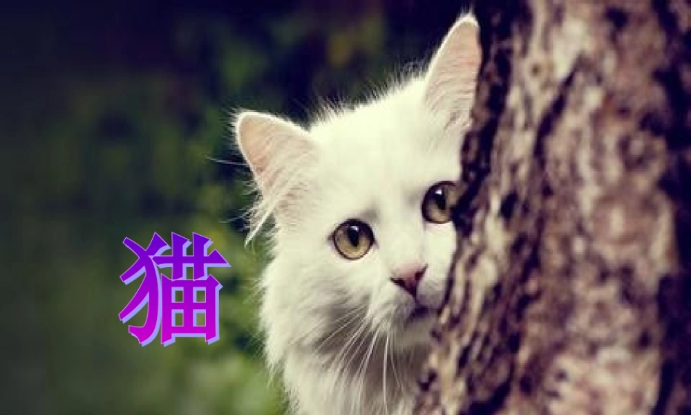三年级科学上册 第四单元 家养小动物 第21课《猫》课件（3） 鄂教版-鄂教版小学三年级上册自然科学课件