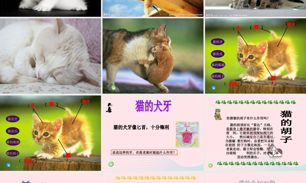 三年级科学上册 第四单元 家养小动物 第21课《猫》课件（3） 鄂教版-鄂教版小学三年级上册自然科学课件