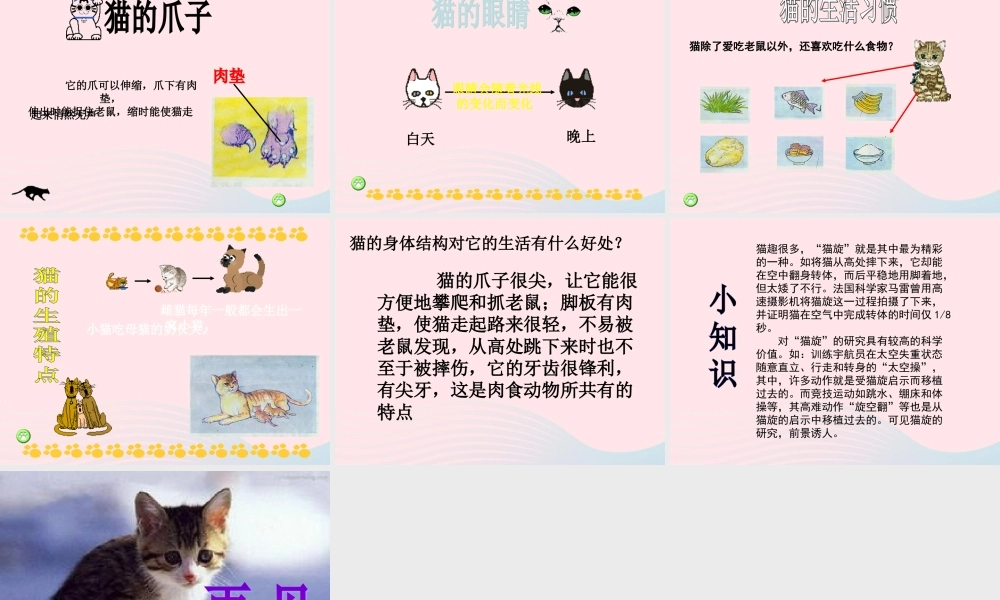 三年级科学上册 第四单元 家养小动物 第21课《猫》课件（3） 鄂教版-鄂教版小学三年级上册自然科学课件