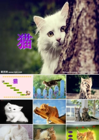 三年级科学上册 第四单元 家养小动物 第21课《猫》课件（3） 鄂教版-鄂教版小学三年级上册自然科学课件