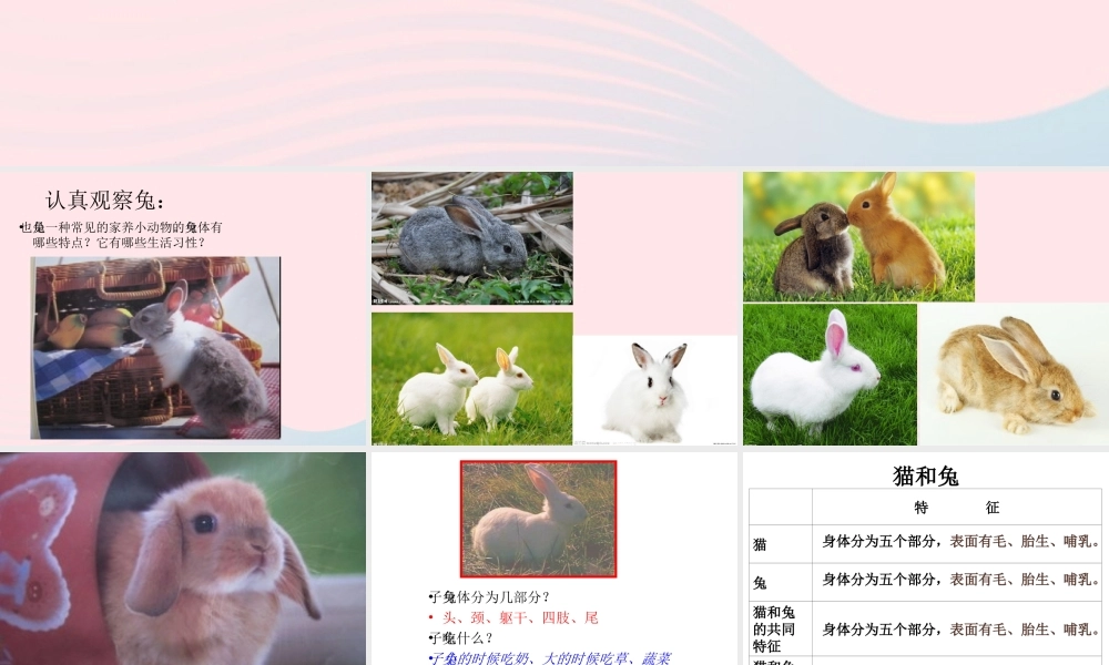 三年级科学上册 第四单元 家养小动物 第22课《兔与猫》课件（1） 鄂教版-鄂教版小学三年级上册自然科学课件