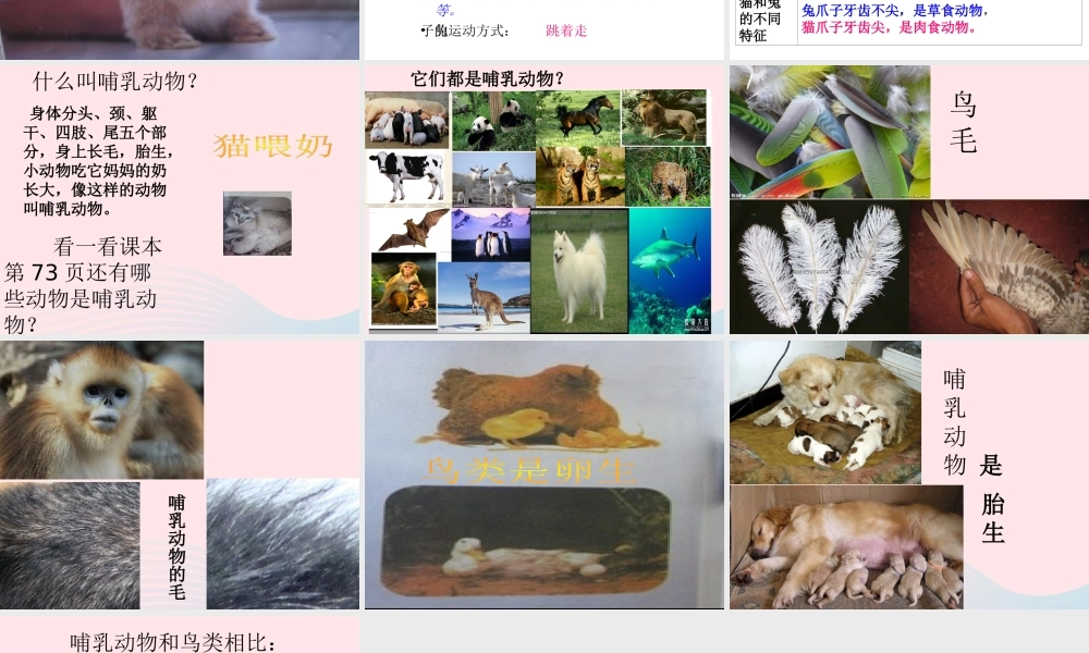 三年级科学上册 第四单元 家养小动物 第22课《兔与猫》课件（1） 鄂教版-鄂教版小学三年级上册自然科学课件