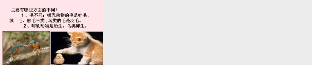 三年级科学上册 第四单元 家养小动物 第22课《兔与猫》课件（1） 鄂教版-鄂教版小学三年级上册自然科学课件