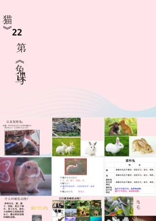 三年级科学上册 第四单元 家养小动物 第22课《兔与猫》课件（1） 鄂教版-鄂教版小学三年级上册自然科学课件