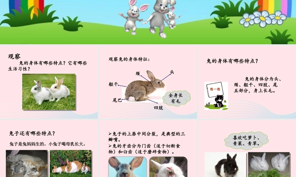 三年级科学上册 第四单元 家养小动物 第22课《兔与猫》课件（2） 鄂教版-鄂教版小学三年级上册自然科学课件