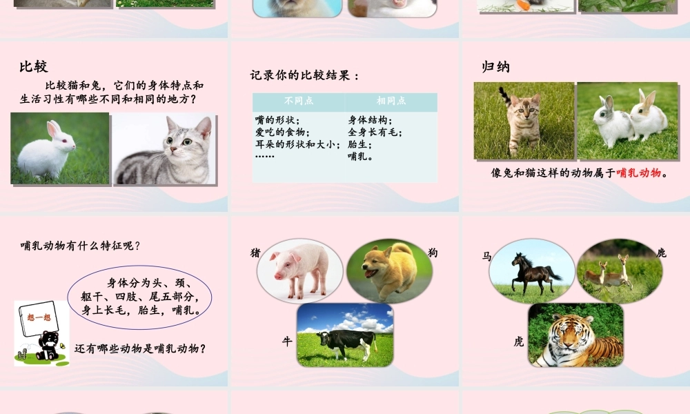 三年级科学上册 第四单元 家养小动物 第22课《兔与猫》课件（2） 鄂教版-鄂教版小学三年级上册自然科学课件