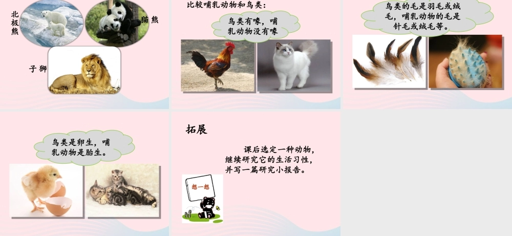 三年级科学上册 第四单元 家养小动物 第22课《兔与猫》课件（2） 鄂教版-鄂教版小学三年级上册自然科学课件