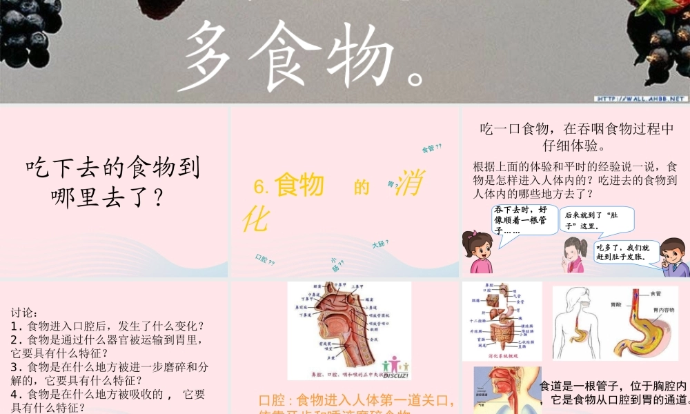 三年级科学上册 第一单元 生活中的食物 第6课《食物的消化》课件（2） 鄂教版-鄂教版小学三年级上册自然科学课件