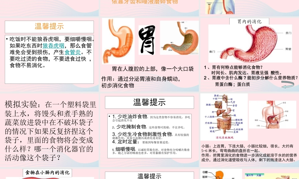 三年级科学上册 第一单元 生活中的食物 第6课《食物的消化》课件（2） 鄂教版-鄂教版小学三年级上册自然科学课件
