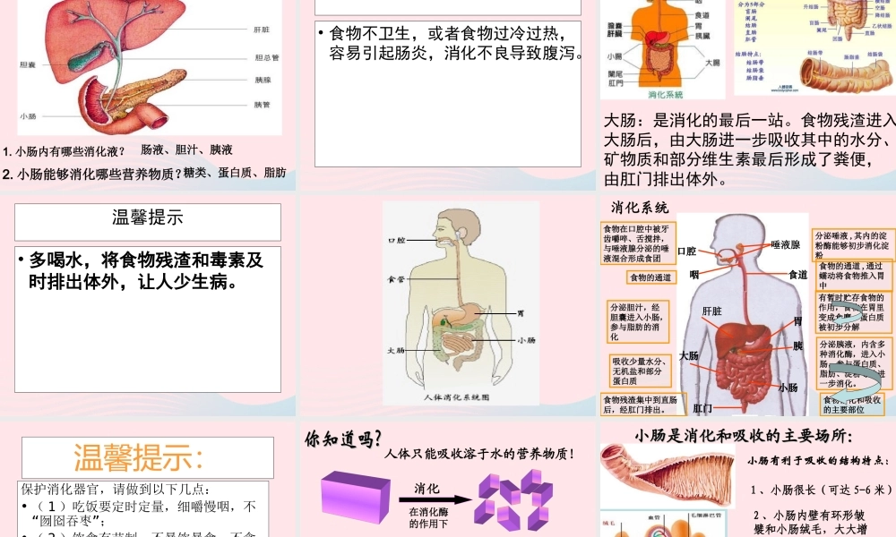 三年级科学上册 第一单元 生活中的食物 第6课《食物的消化》课件（2） 鄂教版-鄂教版小学三年级上册自然科学课件