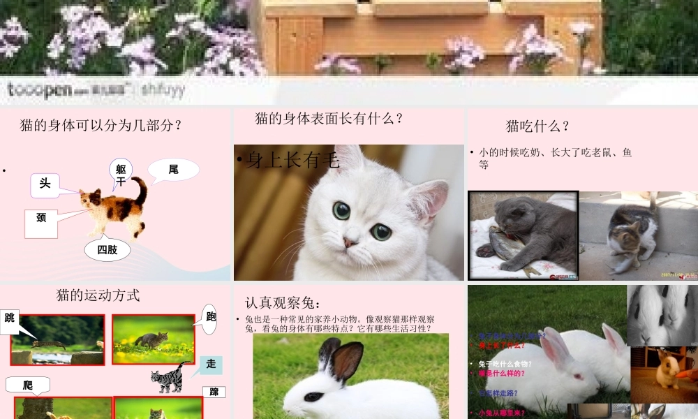 三年级科学上册 第四单元 家养小动物 第22课《兔与猫》课件（4） 鄂教版-鄂教版小学三年级上册自然科学课件